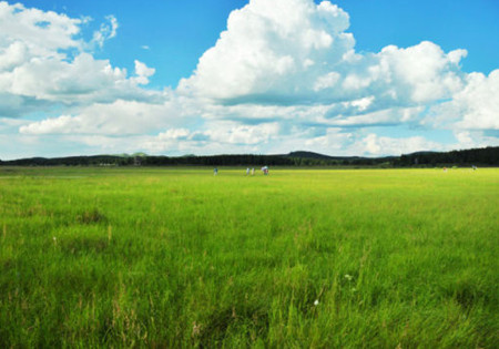 草甸子.jpg 草甸子.jpg